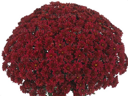 Хризантемы Cheer Red черенок 25 грн ожидается